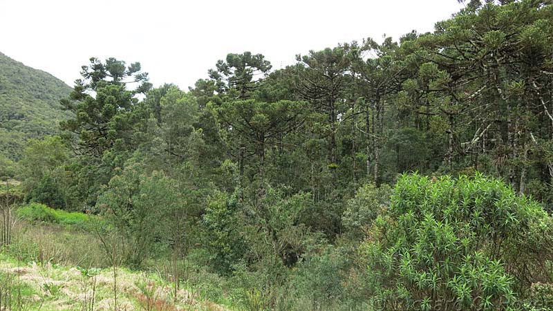 …and groves of Araucaria trees which have their own specialties…